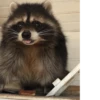 raccoon 22