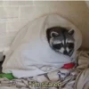 raccoon 23