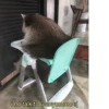 raccoon 24