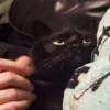 pinkycats 23