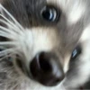 raccoon 25