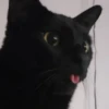 pinkycats 24