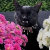 pinkycats 25