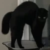 pinkycats 26