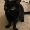 pinkycats 28