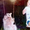 raccoon 27