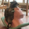 raccoon 29