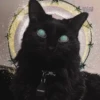 pinkycats 30