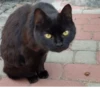 Cats 1.0 by Arsenus 6