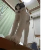 Silly cats 5