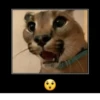 Silly cats 7