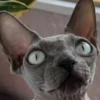Cats 1.0 by Arsenus 10