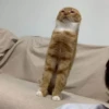 Silly cats 9