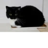 Silly cats 10