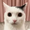 Silly cats 12