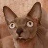 Cats 1.0 by Arsenus 12