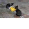 Silly cats 14