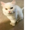 Silly cats 17