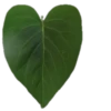 Heartz @cutethemes 14