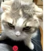 AL
