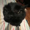 Silly cats 19