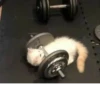 Silly cats 20
