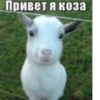 ки-сон @Shrifty_textbot 18