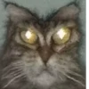 Cats 1.0 by Arsenus 20