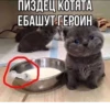ПИЗДЕЦ КОТЯТА ЕБАШУТ ГЕРОИН