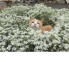 Silly cats 30