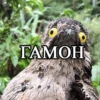 TAMOH