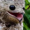 HABOHTA
