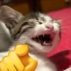 Kittens Me (@pubshiskin) 9