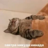 ЛYчьше стикеры - @lovesticers 14