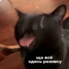 ЛYчьше стикеры - @lovesticers 16