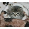 Kittens Me (@pubshiskin) 12