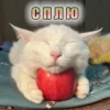 СПЛЮ