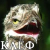 ΚΑΕ Φ