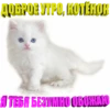 ДОБРОЕ УТРО, КОТЁНон ATEGA GEYMHO OBOHATO