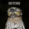 ШТОШ