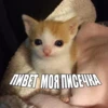 ПИВЕТ МОЯ ПИСЕЧКА