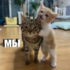 Мы
