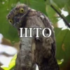 LITO