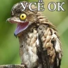 YCE OK