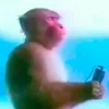 RAP FROGS 28