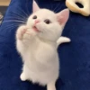 🐈 Cats (@TodorokiShouto) 5
