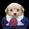 Puppy 6