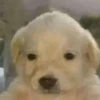 Puppy 7