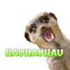 Suricate Seboso 5