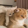 🐈 Cats (@TodorokiShouto) 6